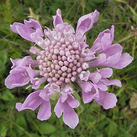 Scabiosa columbaria \ Tauben-Skabiose / Small Scabious, D Neuleiningen 16.6.2006