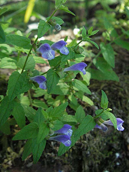 Scutellaria galericulata \ Sumpf-Helmkraut, Kappen-Helmkraut / Skullcap, D Karlsruhe 15.7.2006