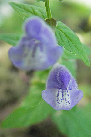 Scutellaria galericulata \ Sumpf-Helmkraut, Kappen-Helmkraut / Skullcap, D Karlsruhe 15.7.2006