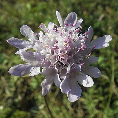 Scabiosa canescens \ Graue Skabiose, Duft-Skabiose / Fragrant Scabious, D Sandhausen 31.8.2006