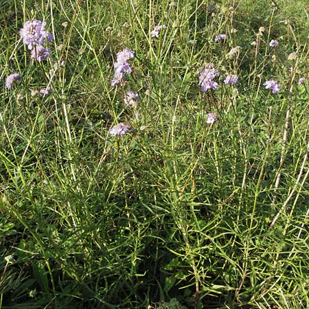 Scabiosa canescens \ Graue Skabiose, Duft-Skabiose / Fragrant Scabious, D Sandhausen 31.8.2006