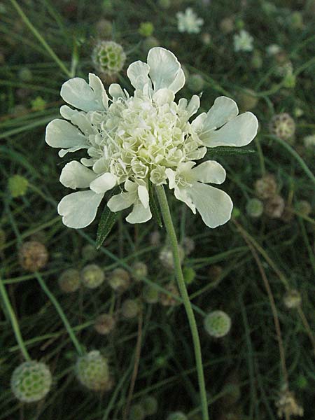 Scabiosa ochroleuca \ Gelbe Skabiose / Yellow Scabious, D Botan. Gar.  Universit.  Heidelberg 29.9.2006