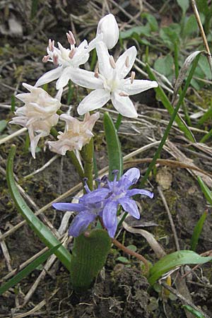 Scilla bifolia \ Zweiblttriger Blaustern / Alpine Squill, D Weinheim an der Bergstraße 10.3.2007