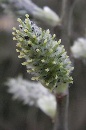 Salix cinerea \ Grau-Weide, Asch-Weide / Grey Willow, D Weinheim an der Bergstraße 30.3.2007