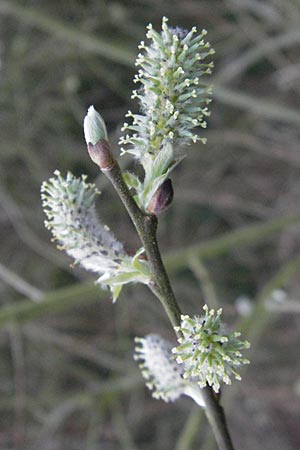 Salix cinerea \ Grau-Weide, Asch-Weide / Grey Willow, D Weinheim an der Bergstraße 30.3.2007