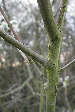 Salix cinerea \ Grau-Weide, Asch-Weide / Grey Willow, D Weinheim an der Bergstraße 30.3.2007