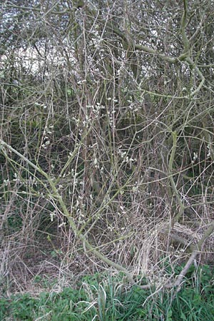 Salix cinerea \ Grau-Weide, Asch-Weide / Grey Willow, D Weinheim an der Bergstraße 30.3.2007