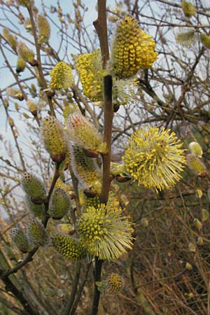 Salix cinerea \ Grau-Weide, Asch-Weide / Grey Willow, D Weinheim an der Bergstraße 30.3.2007