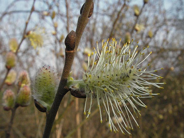 Salix cinerea \ Grau-Weide, Asch-Weide / Grey Willow, D Weinheim an der Bergstraße 30.3.2007