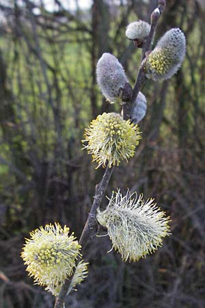 Salix cinerea \ Grau-Weide, Asch-Weide / Grey Willow, D Weinheim an der Bergstraße 30.3.2007