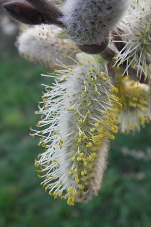 Salix cinerea \ Grau-Weide, Asch-Weide / Grey Willow, D Weinheim an der Bergstraße 30.3.2007