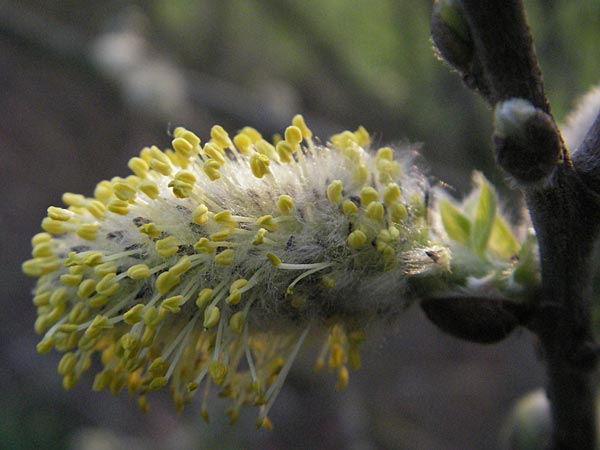 Salix cinerea \ Grau-Weide, Asch-Weide / Grey Willow, D Weinheim an der Bergstraße 30.3.2007
