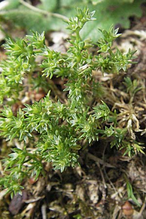 Scleranthus annuus \ Einjhriges Knuelkraut / Annual Knawel, D Odenwald, Birkenau 26.5.2007