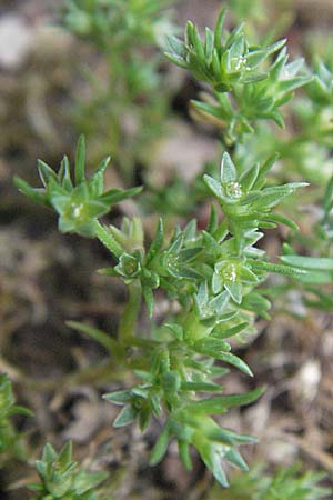 Scleranthus annuus, Einjähriges Knäuelkraut Scleranthus annuus, Einjähriges Knäuelkraut