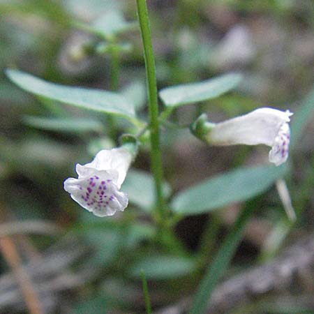 Scutellaria minor \ Kleines Helmkraut / Lesser Skullcap, D Mörfelden-Walldorf 6.8.2007