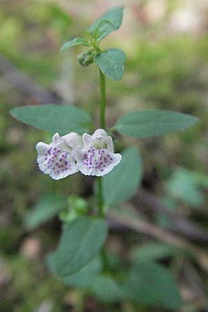 Scutellaria minor \ Kleines Helmkraut / Lesser Skullcap, D Mörfelden-Walldorf 6.8.2007
