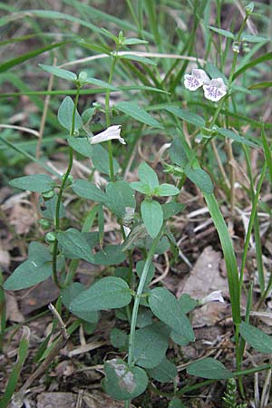 Scutellaria minor \ Kleines Helmkraut / Lesser Skullcap, D Mörfelden-Walldorf 6.8.2007
