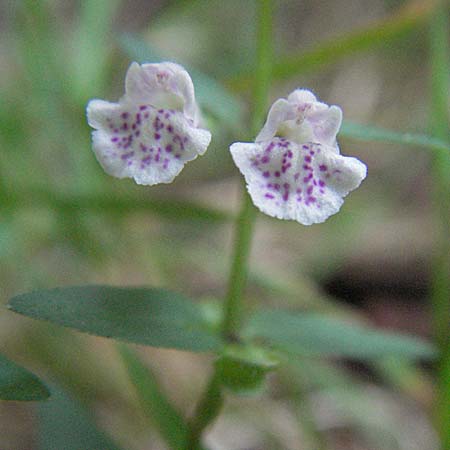 Scutellaria minor \ Kleines Helmkraut / Lesser Skullcap, D Mörfelden-Walldorf 6.8.2007