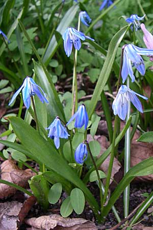 Scilla siberica agg. \ Sibirischer Blaustern / Siberian Squill, D Weinheim an der Bergstra&szlig;e, Botan. Gar.  Hermannshof 28.3.2008