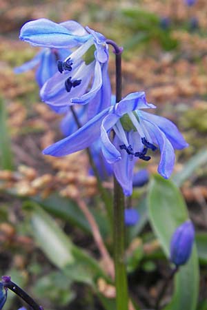 Scilla siberica agg. \ Sibirischer Blaustern / Siberian Squill, D Mannheim 22.3.2009
