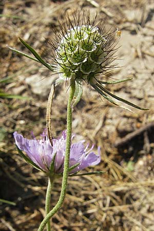 Scabiosa columbaria \ Tauben-Skabiose / Small Scabious, D Neuleiningen 1.8.2009