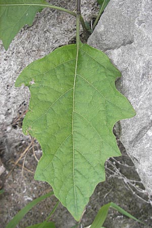 Solanum carolinense \ Carolina-Nachtschatten / Carolina Horsenettle, D Mannheim 1.10.2009