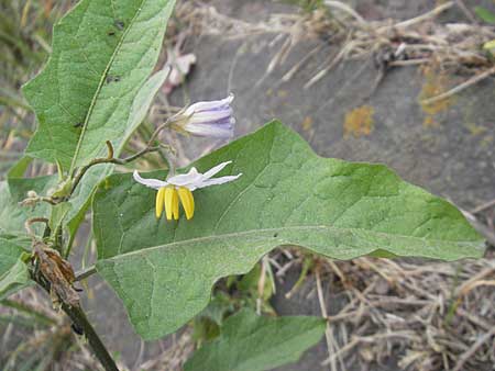 Solanum carolinense \ Carolina-Nachtschatten / Carolina Horsenettle, D Mannheim 1.10.2009