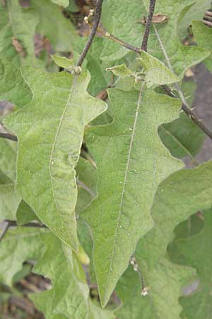 Solanum carolinense \ Carolina-Nachtschatten / Carolina Horsenettle, D Mannheim 1.10.2009