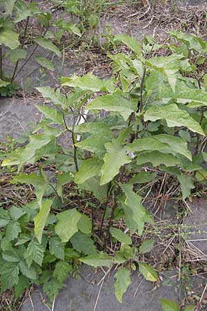 Solanum carolinense \ Carolina-Nachtschatten / Carolina Horsenettle, D Mannheim 1.10.2009