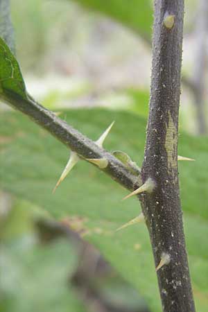 Solanum carolinense \ Carolina-Nachtschatten / Carolina Horsenettle, D Mannheim 1.10.2009