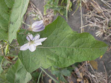 Solanum carolinense \ Carolina-Nachtschatten / Carolina Horsenettle, D Mannheim 1.10.2009