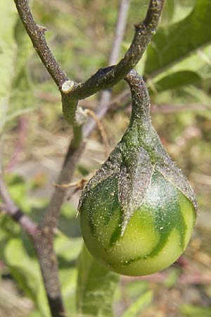 Solanum carolinense \ Carolina-Nachtschatten / Carolina Horsenettle, D Mannheim 4.10.2009