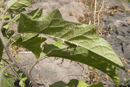 Solanum carolinense \ Carolina-Nachtschatten / Carolina Horsenettle, D Mannheim 4.10.2009