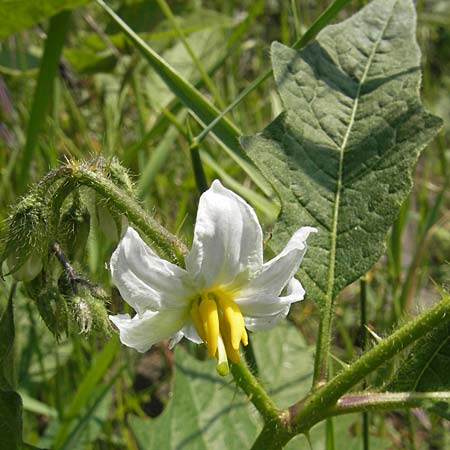 Solanum carolinense \ Carolina-Nachtschatten / Carolina Horsenettle, D Mannheim 6.6.2010