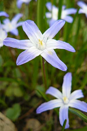 Scilla luciliae x siehei \ Hybrid-Sternhyazinthe / Hybrid Squill, D Botan. Gar.  Universit.  Heidelberg 1.4.2009