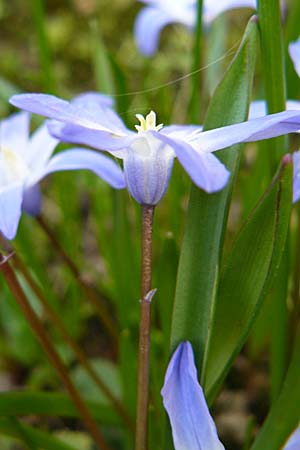 Scilla luciliae x siehei \ Hybrid-Sternhyazinthe / Hybrid Squill, D Botan. Gar.  Universit.  Heidelberg 1.4.2009