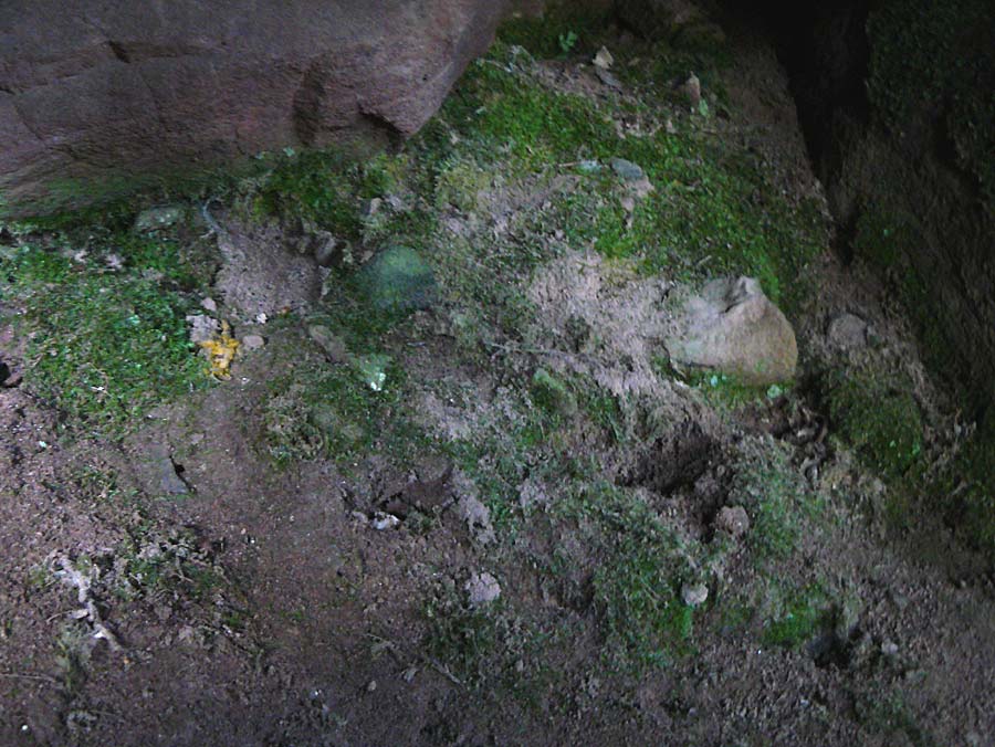 Schistostega pennata \ Leucht-Moos / Schistostega Moss, D Heidelberg 2.10.2012