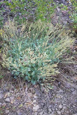 Rumex scutatus \ Schild-Ampfer / French Sorrel, D Theisbergstegen 21.5.2011