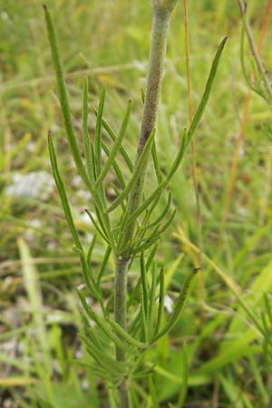 Scabiosa canescens \ Graue Skabiose, Duft-Skabiose / Fragrant Scabious, D Eching 30.7.2011