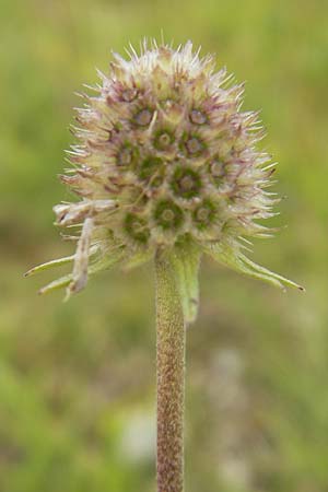 Scabiosa canescens \ Graue Skabiose, Duft-Skabiose / Fragrant Scabious, D Eching 30.7.2011