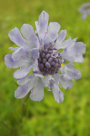 Scabiosa canescens \ Graue Skabiose, Duft-Skabiose / Fragrant Scabious, D Eching 30.7.2011