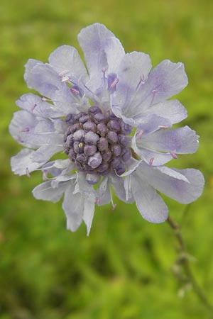 Scabiosa columbaria \ Tauben-Skabiose / Small Scabious, D Eching 30.7.2011
