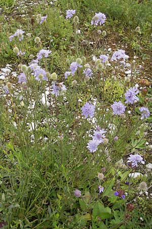 Scabiosa columbaria \ Tauben-Skabiose / Small Scabious, D Eching 30.7.2011