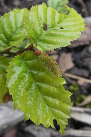 Sorbus cochleariformis \ Lffelblttrige Mehlbeere / Spoon-Leaved Whitebeam, D Botan. Gar.  Universit.  Regensburg 5.8.2011