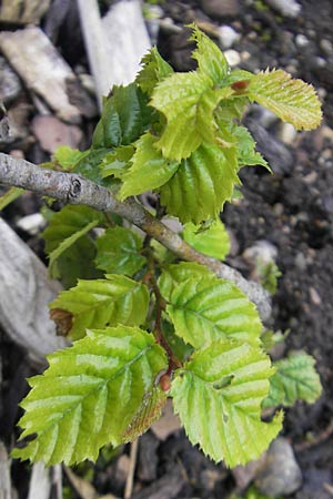 Sorbus cochleariformis \ Lffelblttrige Mehlbeere / Spoon-Leaved Whitebeam, D Botan. Gar.  Universit.  Regensburg 5.8.2011