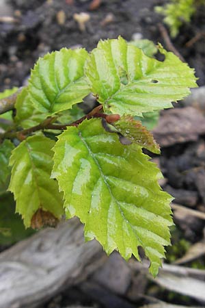 Sorbus cochleariformis \ Lffelblttrige Mehlbeere / Spoon-Leaved Whitebeam, D Botan. Gar.  Universit.  Regensburg 5.8.2011