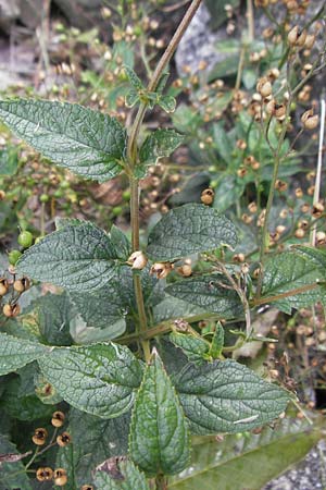 Scrophularia umbrosa \ Geflgelte Braunwurz / Green Figwort, D Mannheim 8.10.2011
