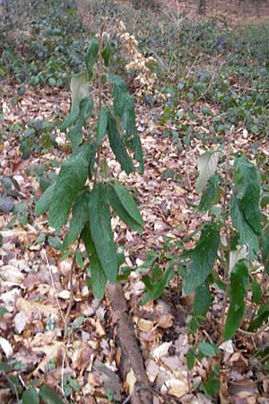 Viburnum rhytidophyllum \ Runzelbl�ttriger Schneeball / Wrinkled Viburnum, D Heidelberg 29.1.2012