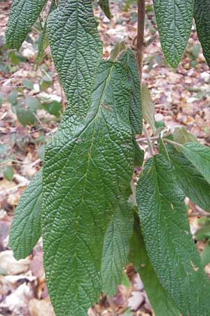 Viburnum rhytidophyllum \ Runzelbl�ttriger Schneeball / Wrinkled Viburnum, D Heidelberg 29.1.2012