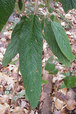 Viburnum rhytidophyllum \ Runzelbl�ttriger Schneeball / Wrinkled Viburnum, D Heidelberg 29.1.2012